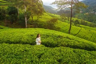 Посетите чайную плантацию Handunugoda 🍃