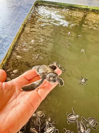 Галле и речное сафари